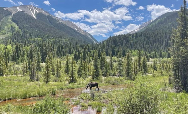 Moose mania